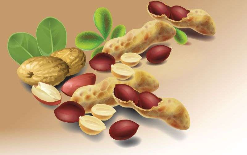 Groundnut Export Potential