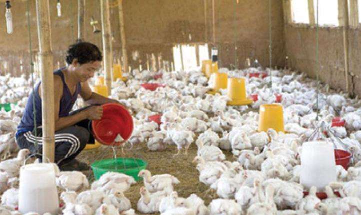 Crisis Grips Nepal's Hatchery Industry Amid Declining Demand and Illegal Imports