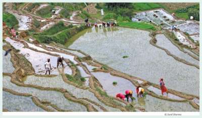 Planned Agriculture Development at Local Level