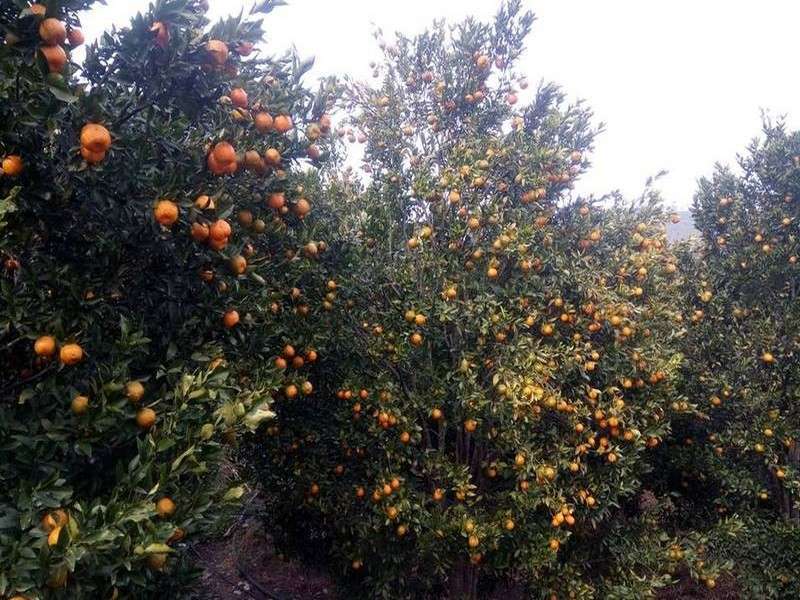 Insurance Coverage for Lemon and Orange Farming