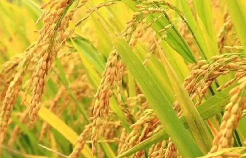 Food Production affected by Lack of Irrigation Facility: NARC