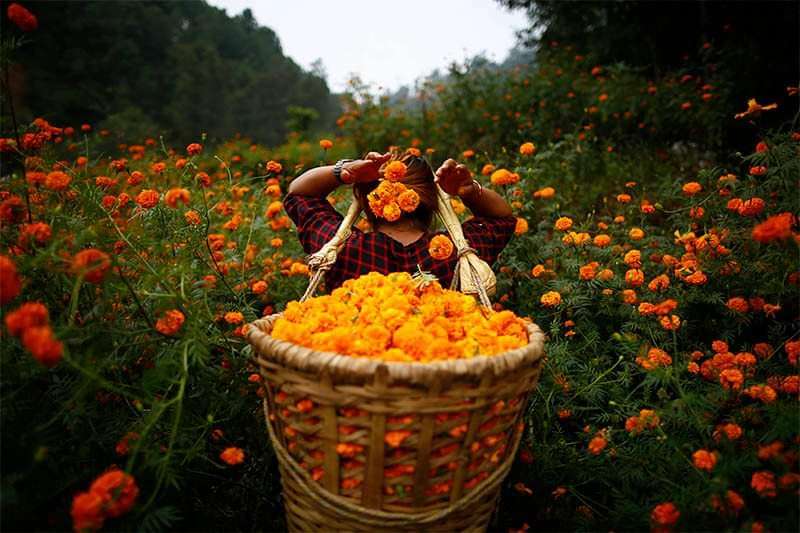 Flower Business Expected to Top Transactions of Rs 130 Million during Tihar