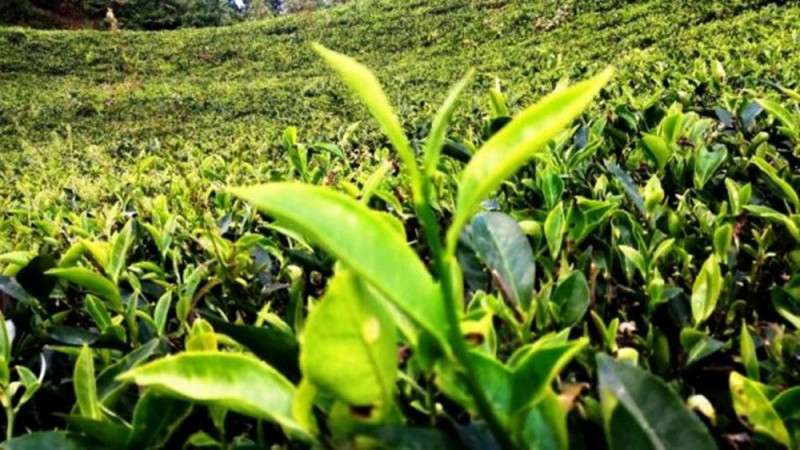 No Initiative Taken to Remove Possible Ban on Nepalese Tea by India