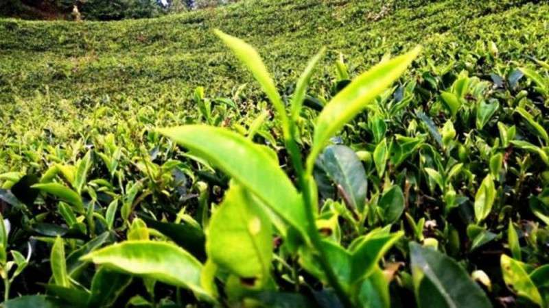 Tea Board of India Lifts Ban on Blending of Tea to the Relief of Nepal's Tea Industry