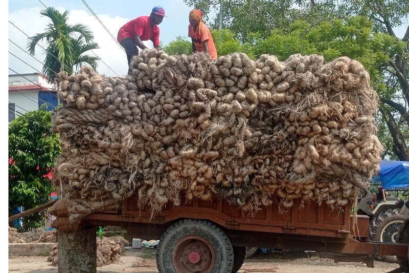 Jute Production Declining Continuously in Nepal