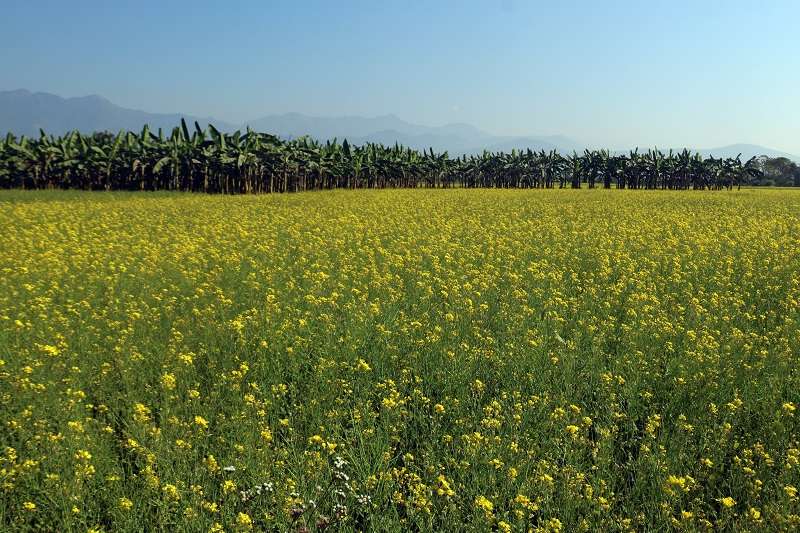 Farmers Shift to Lucrative Mustard Farming in Nawalparasi