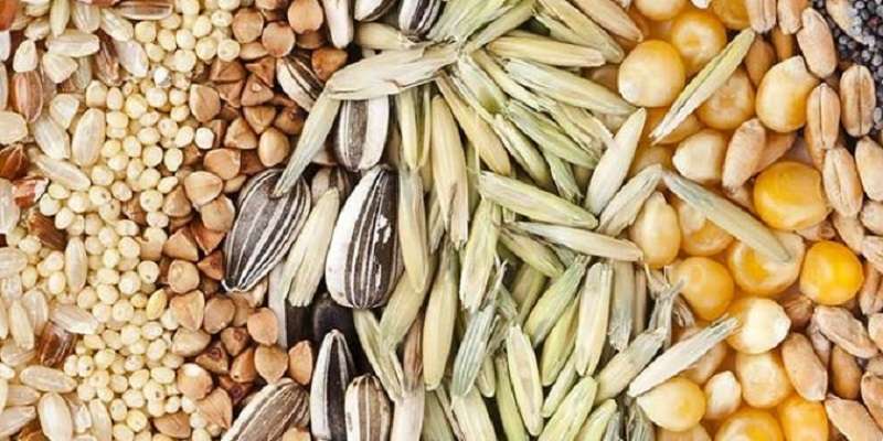 Nepal Turns into Seeds Importer from Exporter