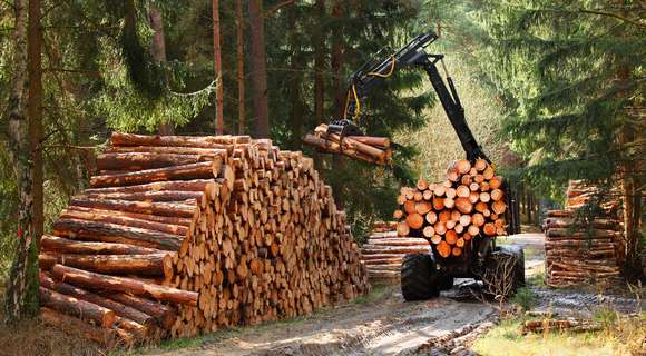 Government Unable to Resolve Problems Related to Timber Production