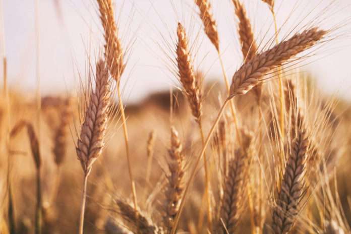 Area of Wheat Farming Declines