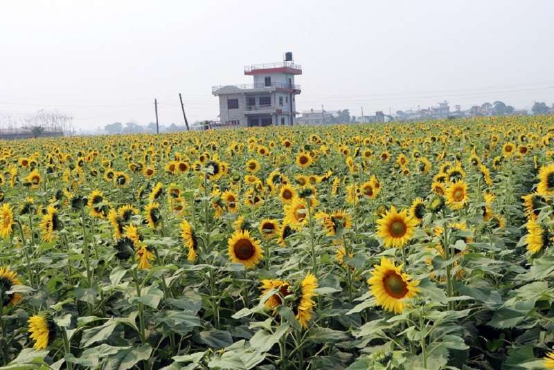 Farmers of Chitwan Attracted to Sunflower Farming   