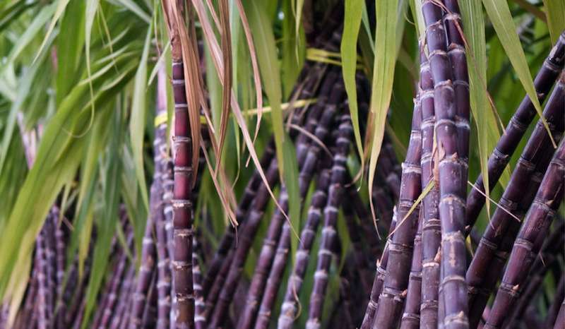 Sugarcane Farmers Submit Memo to Government   