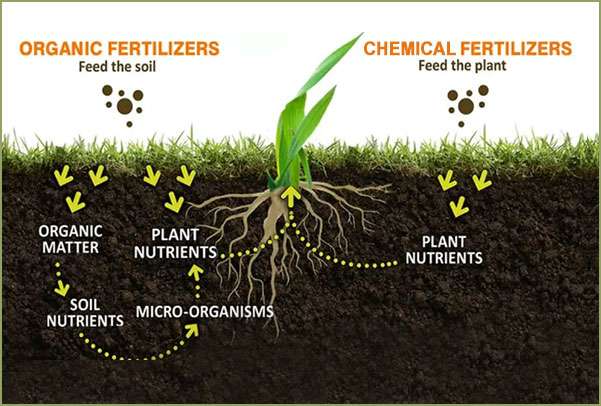 Food Bank Preparing to set up Organic Fertilizer Factory