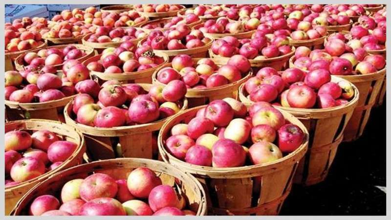 Import of Apples Declines by 10 Percent