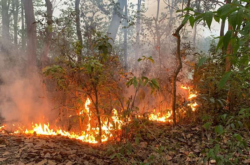 Forest Fires Reported at 379 Places on Wednesday, Highest this Year   