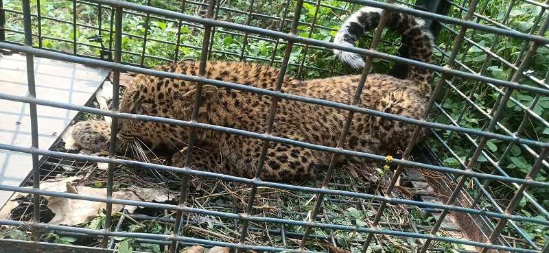 Cheetah Spreading Terror in and around TU Area Caught   