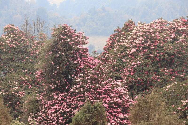 Rhododendrons not Flowering at Regular Time Interval Sounds Alarm Bells 