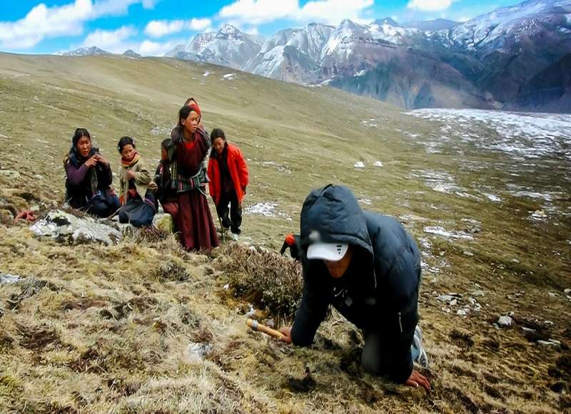 Manang Folks Set Out for Highlands to Collect Yarsa   