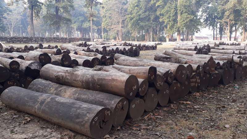 Imported Timber Dominate the Market as Home-Grown Wood Decays in Forests