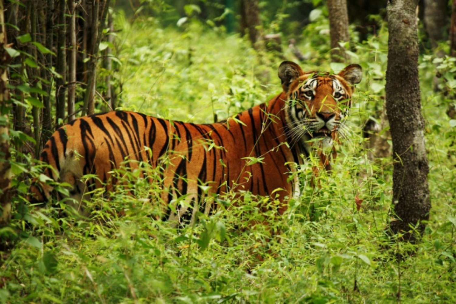 30 Tigers Found Dead at Chitwan National Park in the Last Seven Years