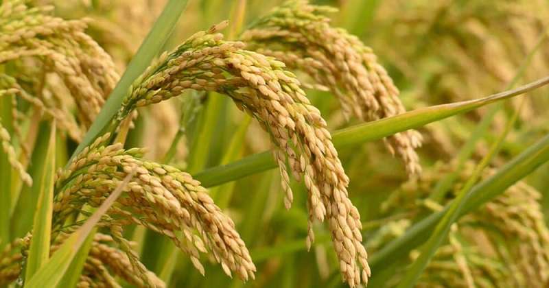 National Paddy Day being Observed Today