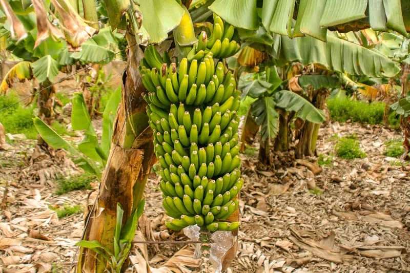 Banana Farming Booming in Tikapur   