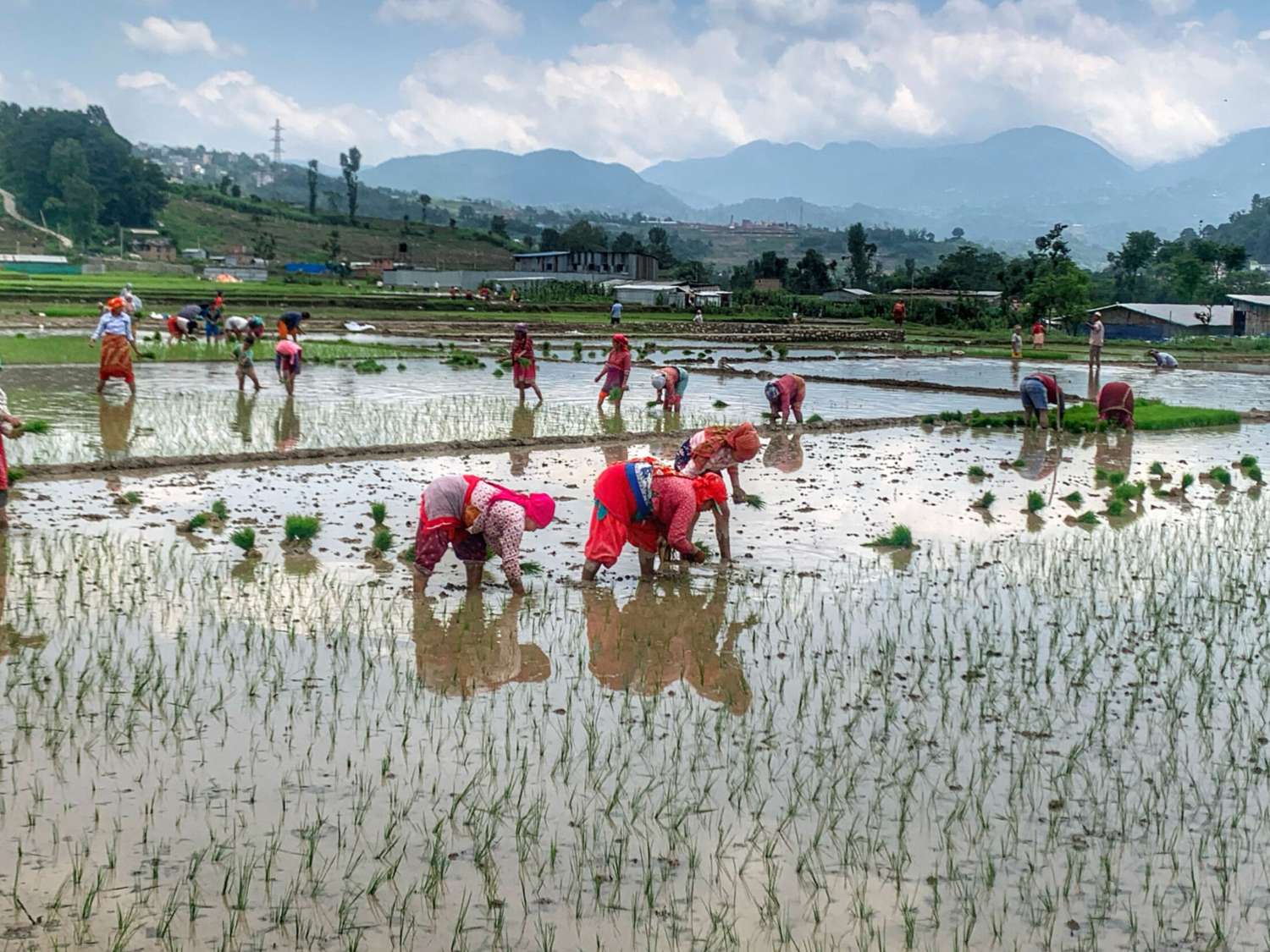 Insufficient Rainfall Delays Paddy Transplant in Tanahun District