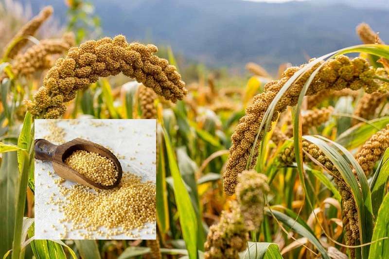 Nepal Imports Millets worth Rs 510 Million from India   