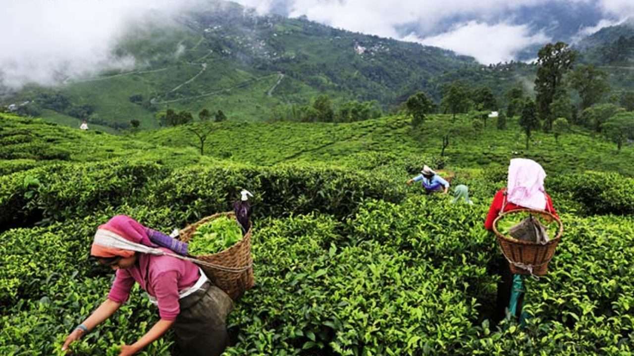 Tea Estate Workers Demand Hike in Wages   