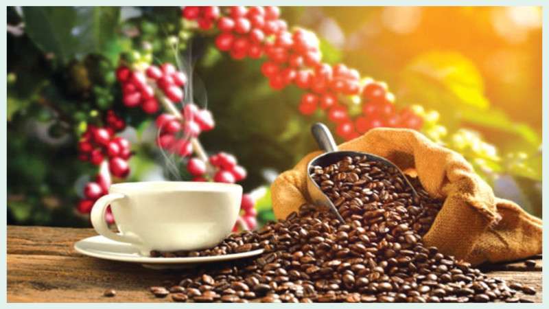 Workshop on Coffee Roasting Held in Collaboration with EU