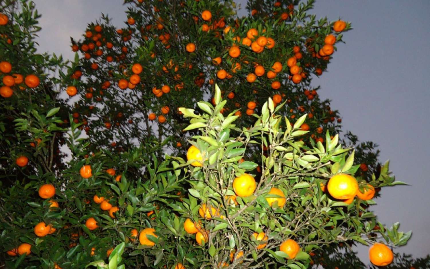 Oranges Worth Rs 290 Million Produced in Tanahu Last Year