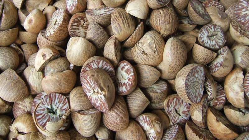 Koshi Province Produced over 14,000 Metric Tons of Betel Nuts