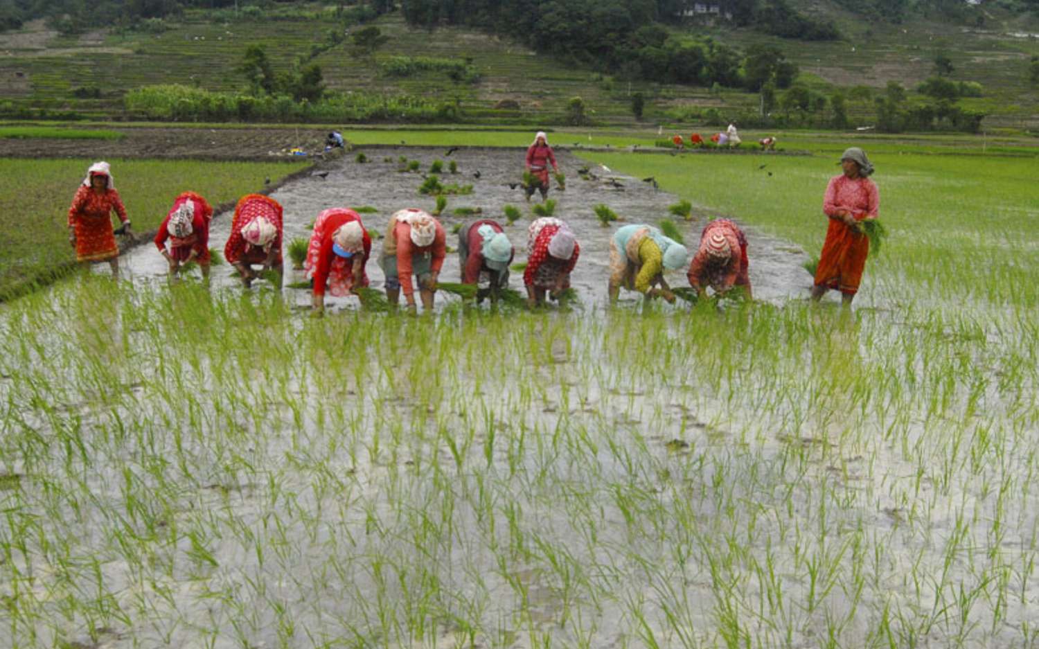 Nepal Records 87% Paddy Plantation; 7 Percent Less than Last year 