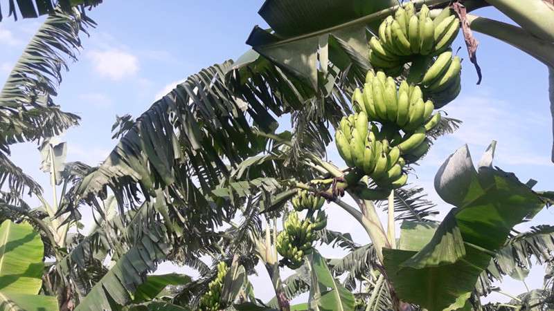 Farmers Attracted Towards Banana Farming in Chandrapur