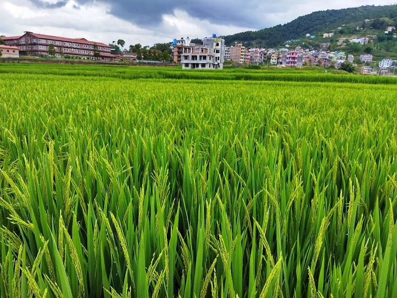 92 Percent Paddy Plantation Completed  