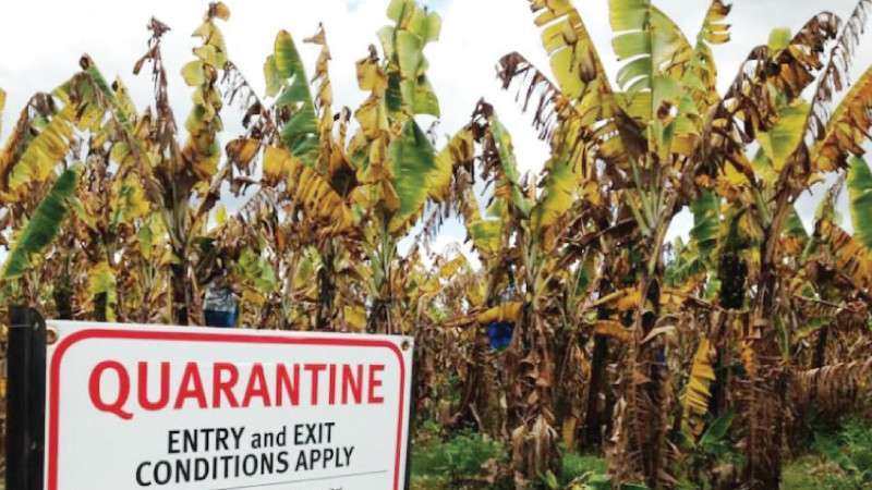 Authorities Begin Preliminary Study of Panama Disease in Banana Farms of Tikapur