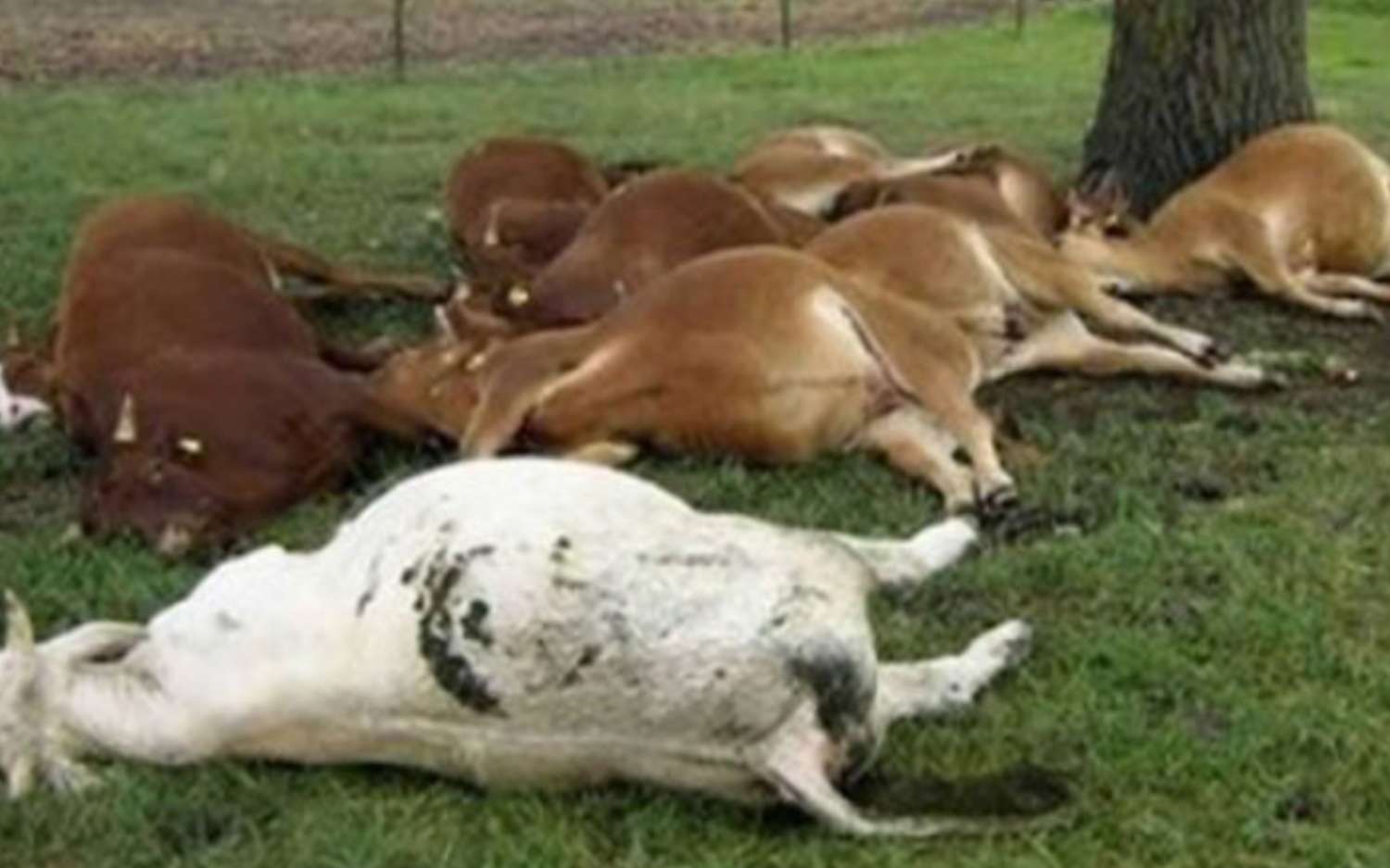 Toxic Grass Kills Seven Cows in Chitwan