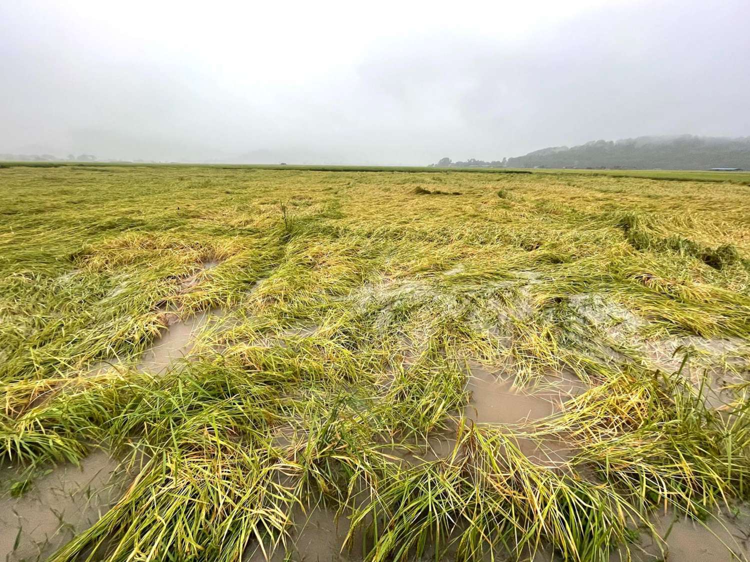 Rains Damage Rice Crops in Chitwan