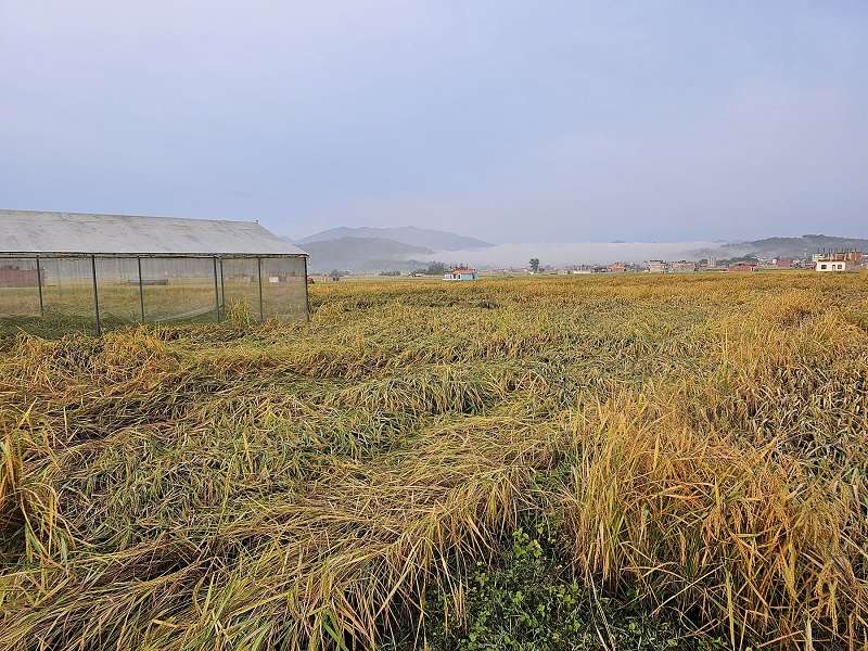 Untimely Rainfall Disappoints Farmers   