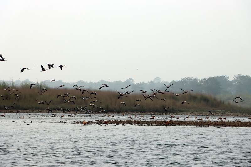 Migratory Birds Arrive in Nepal to Escape Harsh Winter   