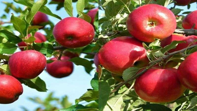 Nepal Fails to become Self-Sufficient in Apple Production