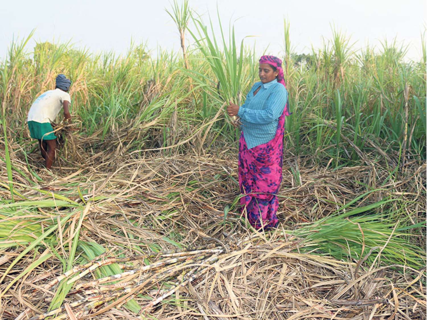 Sugarcane Farmers Disown Government Decision on Support Price