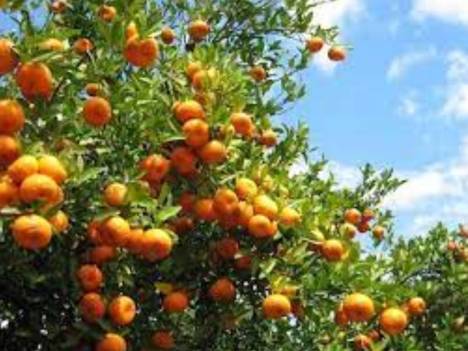 Ichchhakamana Farmers Earn 100 Million Rupees from Orange Sales