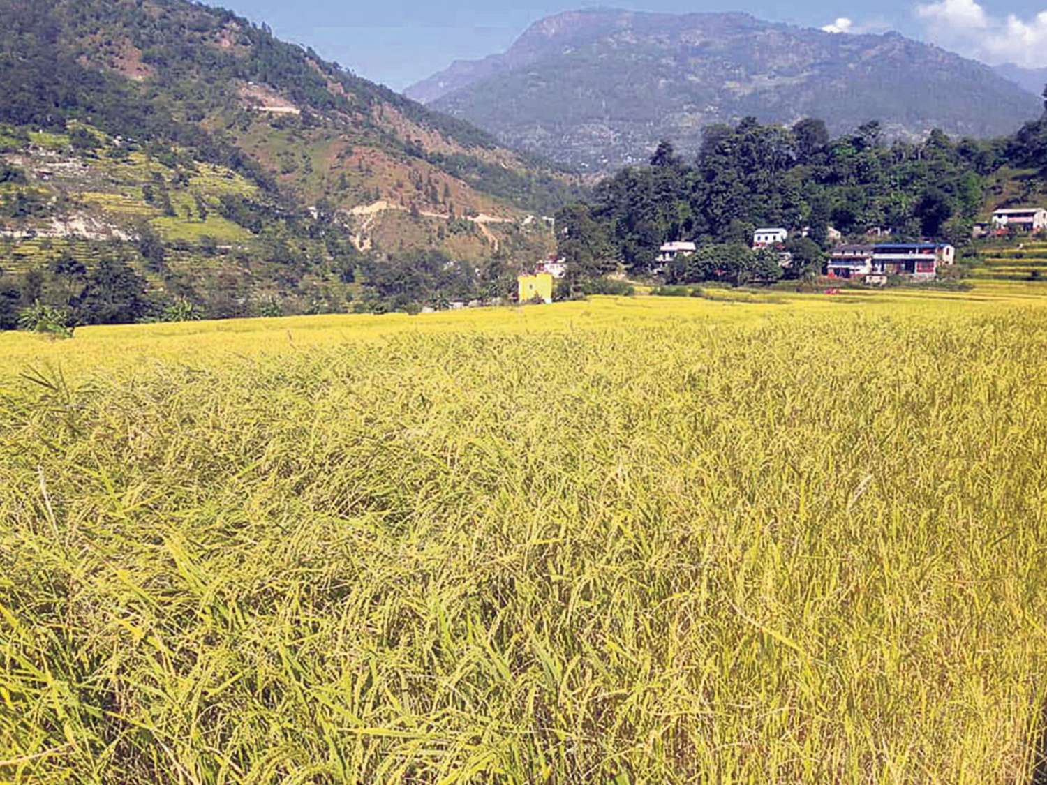 5.72 Million Metric Tons of Paddy Harvested