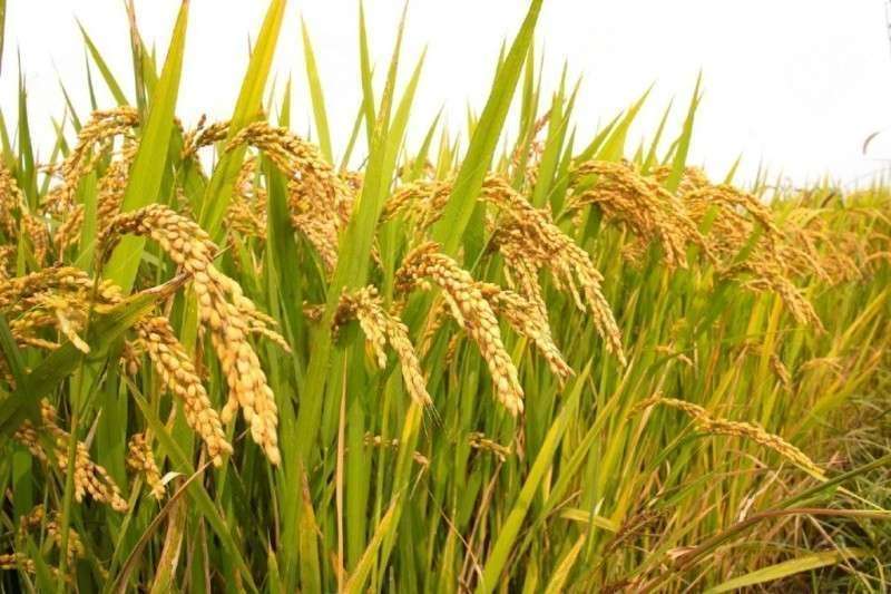 More-than-Average Rainfall Raises Hopes and Concerns for Increase in Paddy Production