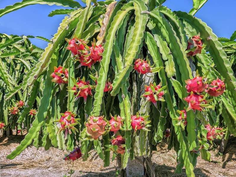 Dragon Fruit Farming Thriving in Nepal