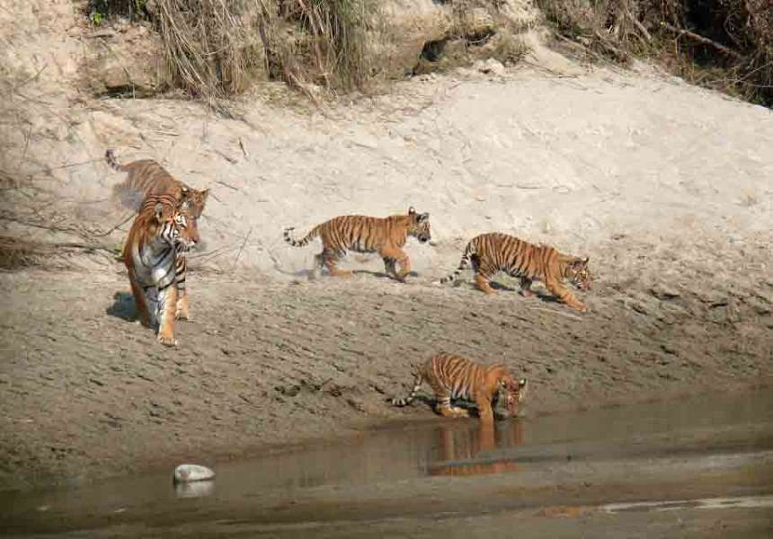 Tiger Population Soars to Around 125 in Bardiya Naional Park