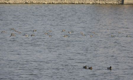 Winter migratory birds arrive in Nepal