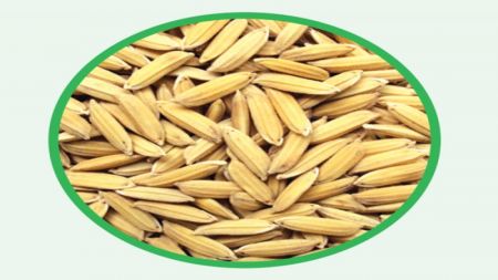 Nepal to Challenge India’s Geographical Indication Claim on Basmati Rice