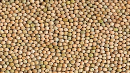 Restriction in Import of Dried Peas Leads to Shortage in the Market 