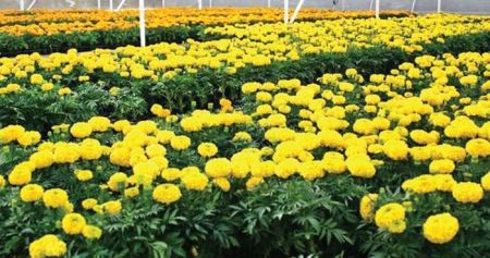Farmers Cry Foul Over ‘No Budget’ for Poultry Farming and Floriculture